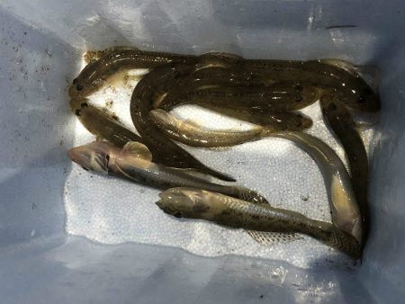 ハゼ釣り　2箇所の釣果