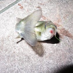 久しぶりの旧江戸川!