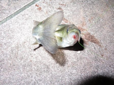 久しぶりの旧江戸川!