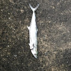 サゴシだけでした