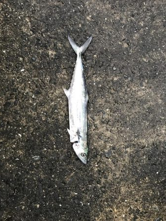 サゴシだけでした