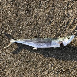 去年の経験が活きた釣行