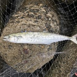 まずまずのサゴシ