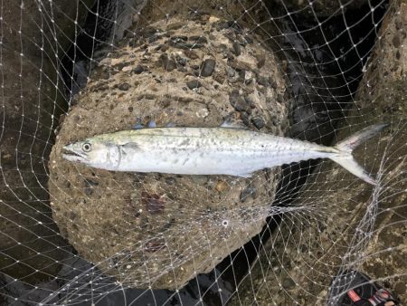 まずまずのサゴシ