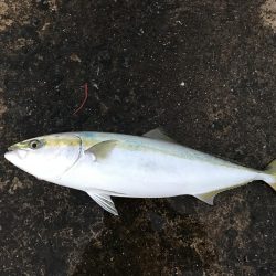 戦略通りにゲットできた