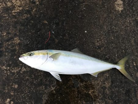 戦略通りにゲットできた