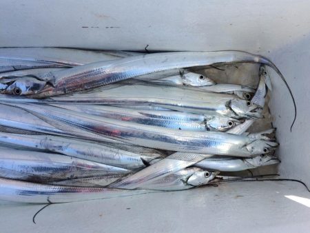 大阪湾オフショア釣果