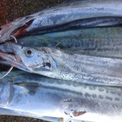 タチウオらん舞