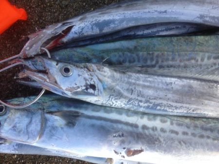 タチウオらん舞