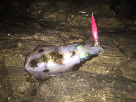 サイズはいいものの…