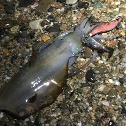 今シーズン初の淡路島エギング