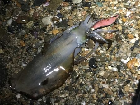 今シーズン初の淡路島エギング