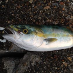 ツバス？ハマチ？