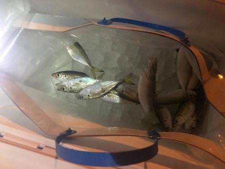 エギングのはずが、、