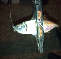 神戸湾奥　ワイワイアジング