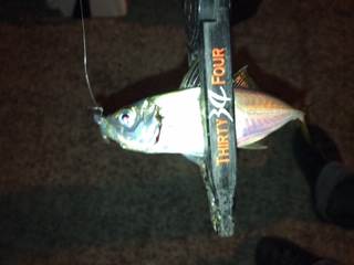 神戸湾奥　ワイワイアジング