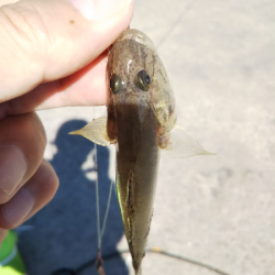 キス、のちハゼ