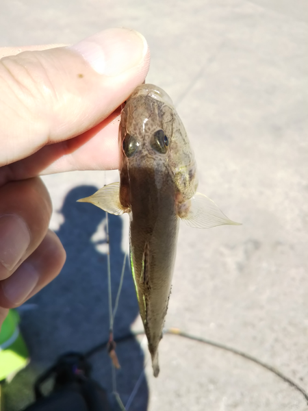 キス、のちハゼ