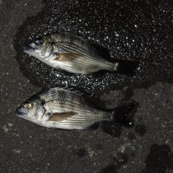 ハネ狙ったがセイゴばかり