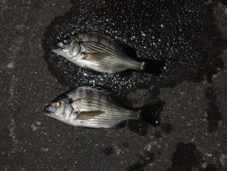 ハネ狙ったがセイゴばかり