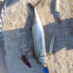 やっとタチウオ釣れました。　