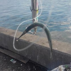 青物はアジがお好き‼️