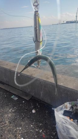 青物はアジがお好き‼️