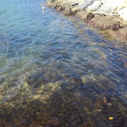 あきらめきれず