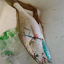 ライトショアジギング