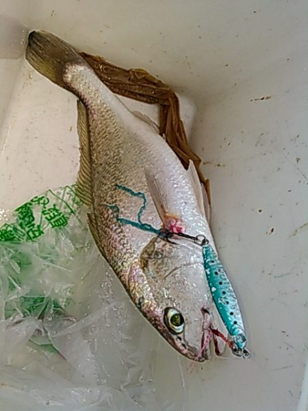 ライトショアジギング