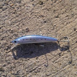 サゴシゲット！