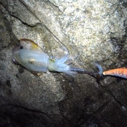 まだまだ渋い( ´-ω-)