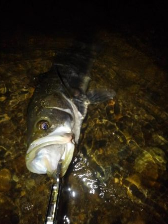 リバーシーバス