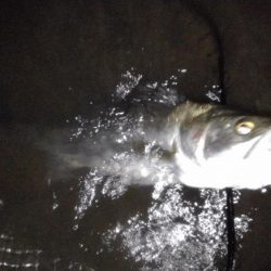 リバーシーバス