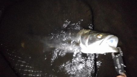 リバーシーバス