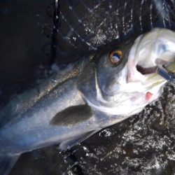 リバーシーバス