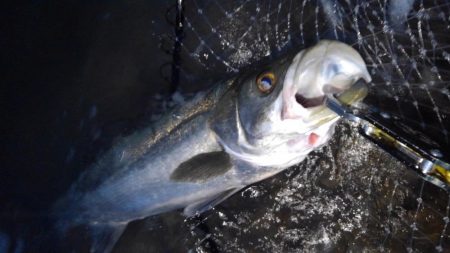 リバーシーバス