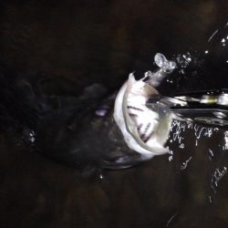 リバーシーバス