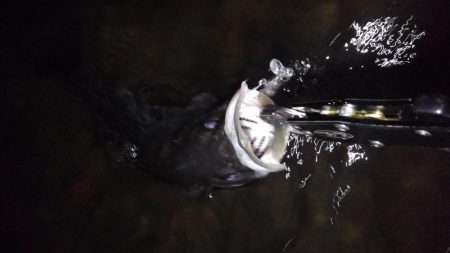 リバーシーバス