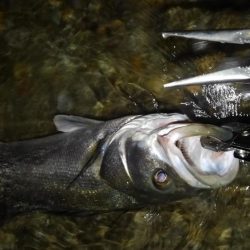 リバーシーバス