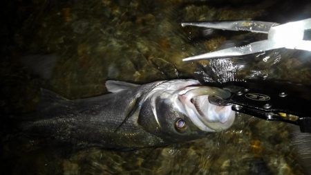 リバーシーバス