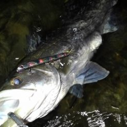 リバーシーバス