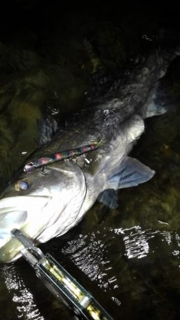 リバーシーバス