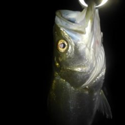 リバーシーバス