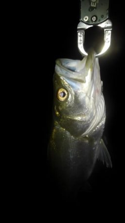 リバーシーバス