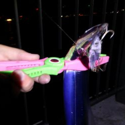 おおう、坊主じゃなかった!