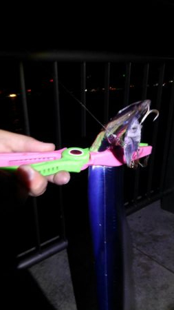 おおう、坊主じゃなかった!