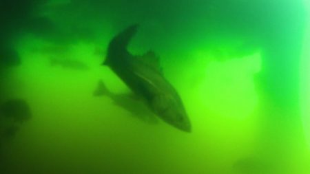 西宮跳ね橋 65cm