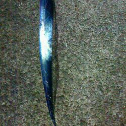 サビキ後うき釣り