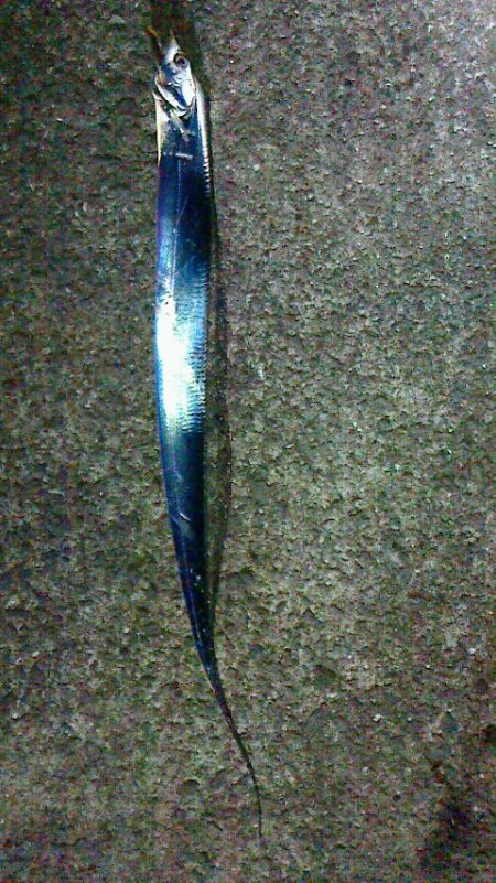 サビキ後うき釣り